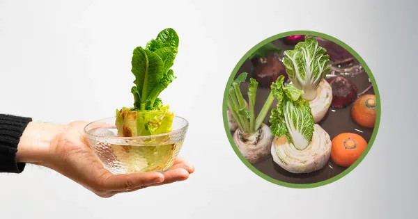 طريقة إعادة زراعة الخضار في البيت باستخدام فضلات المطبخ